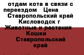отдам кота в связи с переездом › Цена ­ 1 000 - Ставропольский край, Кисловодск г. Животные и растения » Кошки   . Ставропольский край